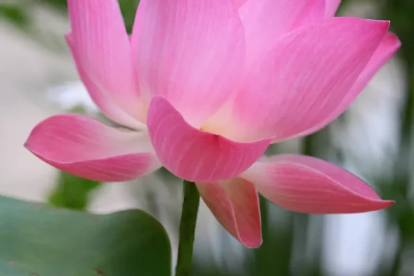 What are the value of Lotus symbol in Divine Life? What are the value of Lotus symbol in Divine Life?