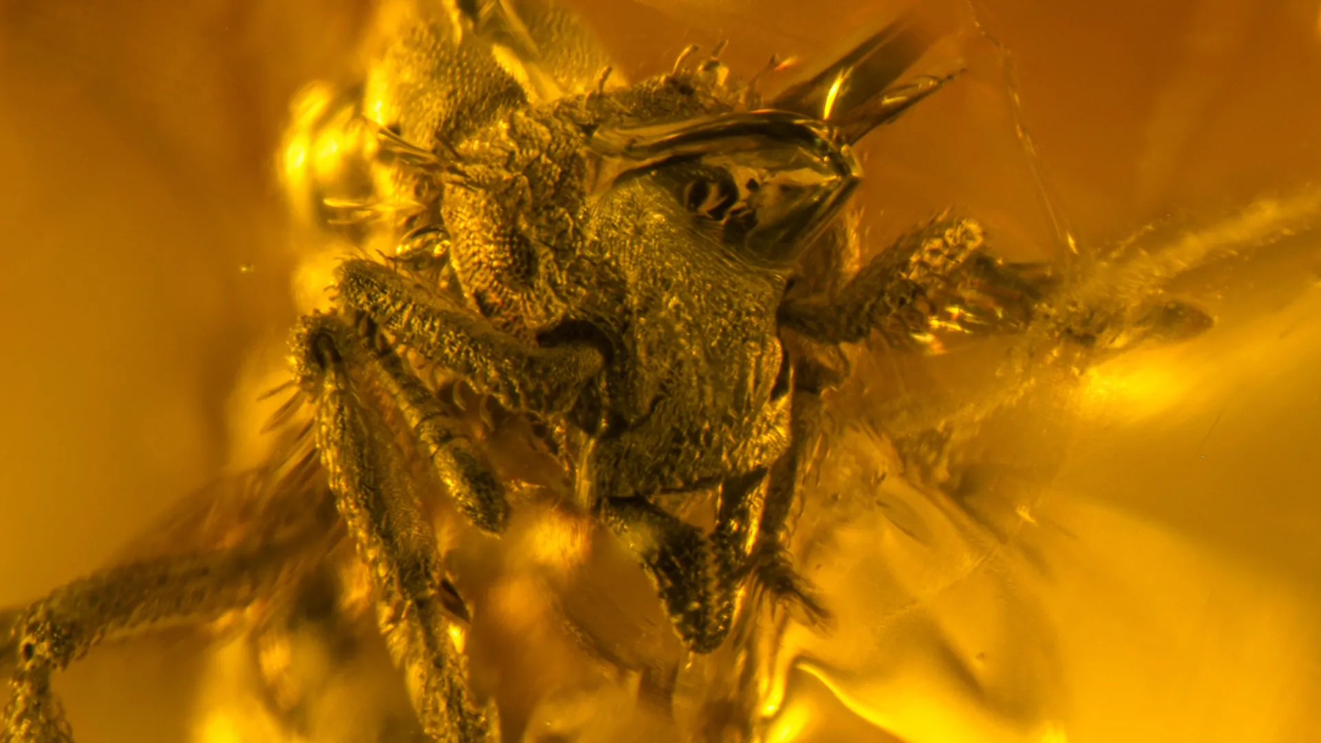A 16-million-year-old amber fossil just revealed the smallest predator ant ever found 1 A 16-million-year-old amber fossil just revealed the smallest predator ant ever found