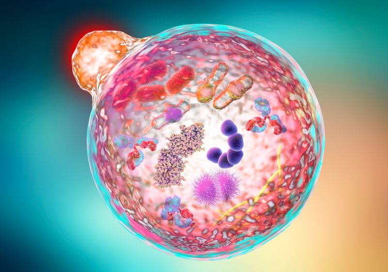 A Selective Protein Regulates Chronic, But Not Acute, Inflammation