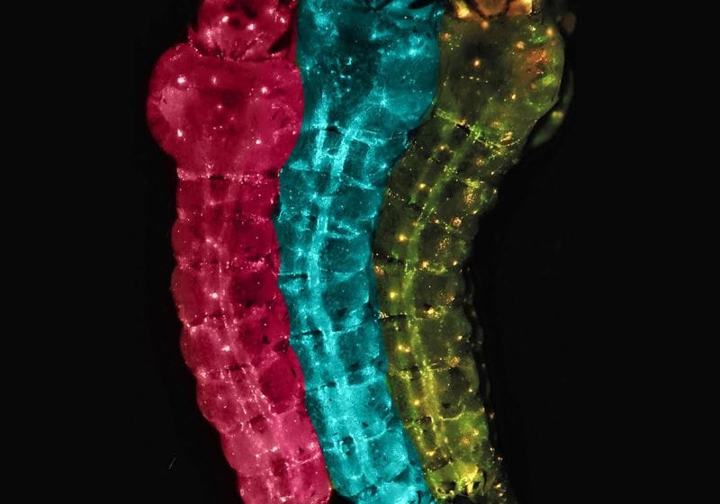 A Single Genetic Tweak Stops Mosquitoes from Spreading Malaria 1 A Single Genetic Tweak Stops Mosquitoes from Spreading Malaria