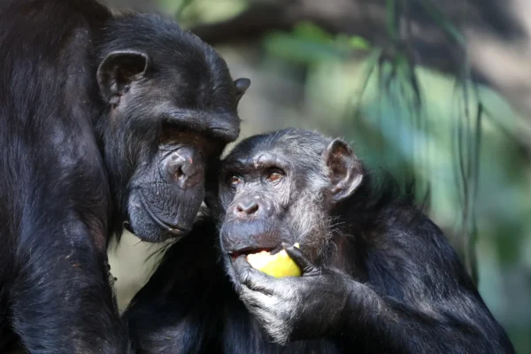 Did drunk apes help us evolve? New clues reveal why we digest alcohol so well