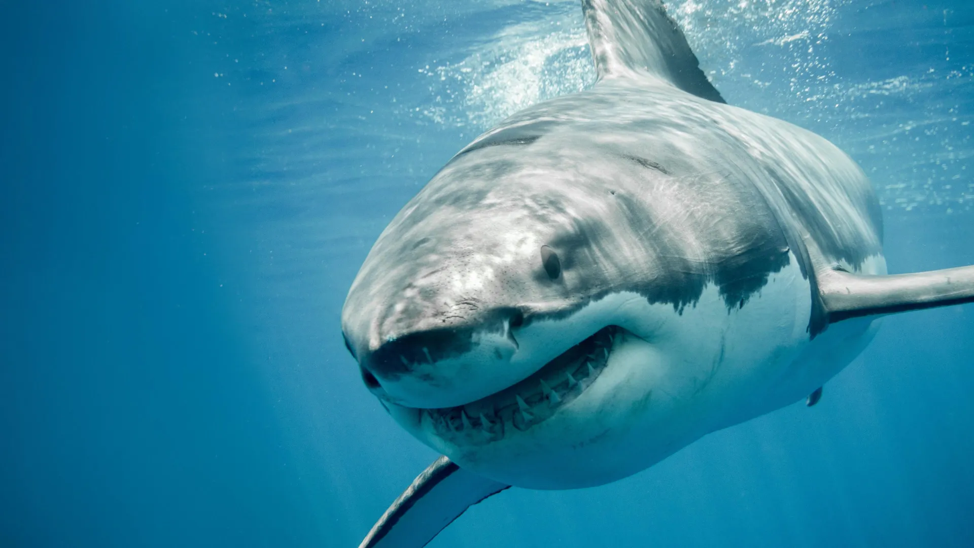 Great white sharks have a DNA mystery science still can’t explain 1 Great white sharks have a DNA mystery science still can’t explain