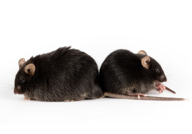 How Cysteine Depletion Drives Cells to Burn Fat
