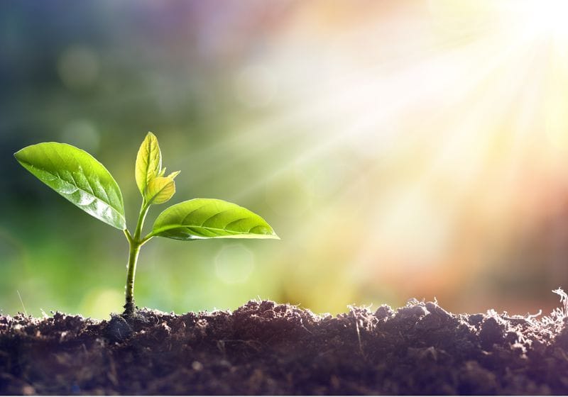 How Do Plants Know It’s Getting Hot? 1 How Do Plants Know It’s Getting Hot?