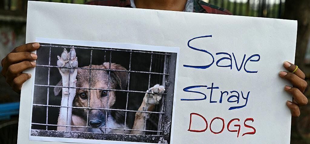 India's Supreme Court says Delhi stray dogs will not be sent to shelters 1 India's Supreme Court says Delhi stray dogs will not be sent to shelters