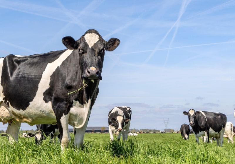 Inside a Cow's Stomach: The Microbial Magic Behind Milk 1 Inside a Cow's Stomach: The Microbial Magic Behind Milk