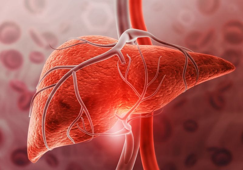 Macrophages Gobble Up Old Neutrophils to Heal Transplanted Livers