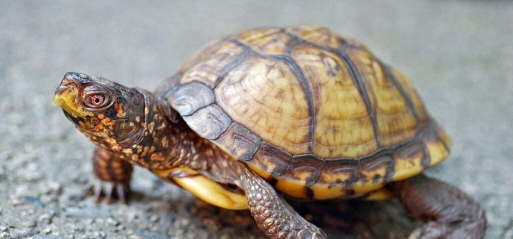 Man faces jail in US for shipping 850 turtles in socks to Hong Kong