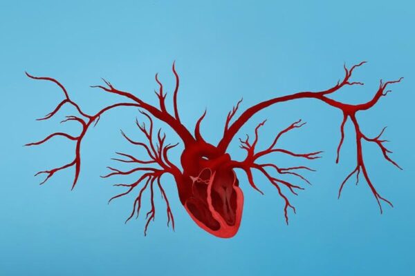 Older Gut Microbiomes Can Drive Vascular Aging