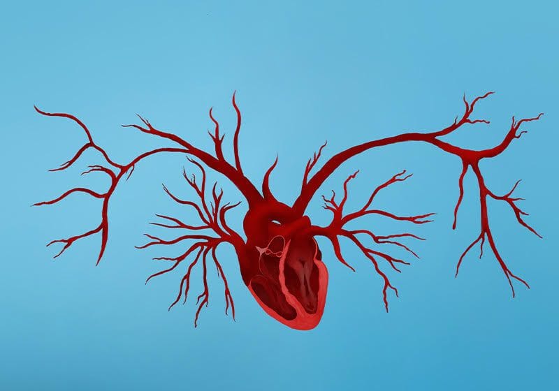 Older Gut Microbiomes Can Drive Vascular Aging