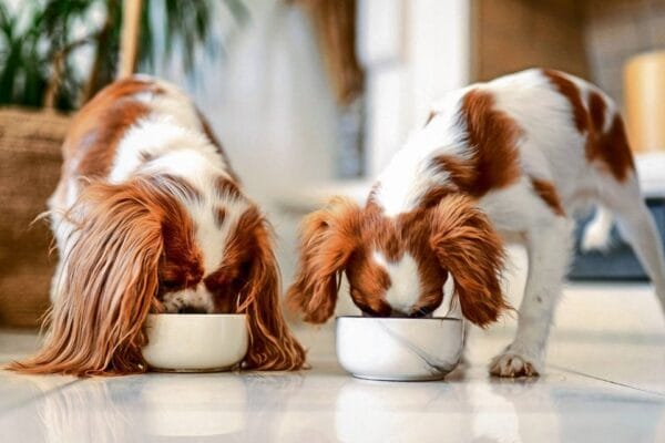 Pet food good enough for humans to take a bite of Pet food good enough for humans to take a bite of