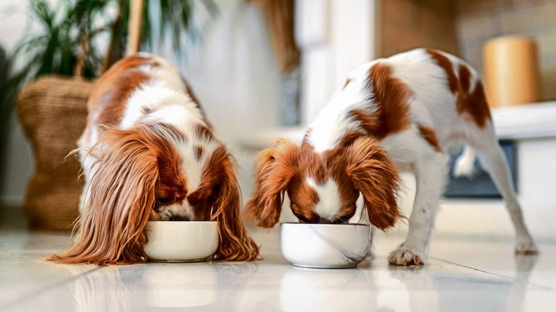 Pet food good enough for humans to take a bite of
