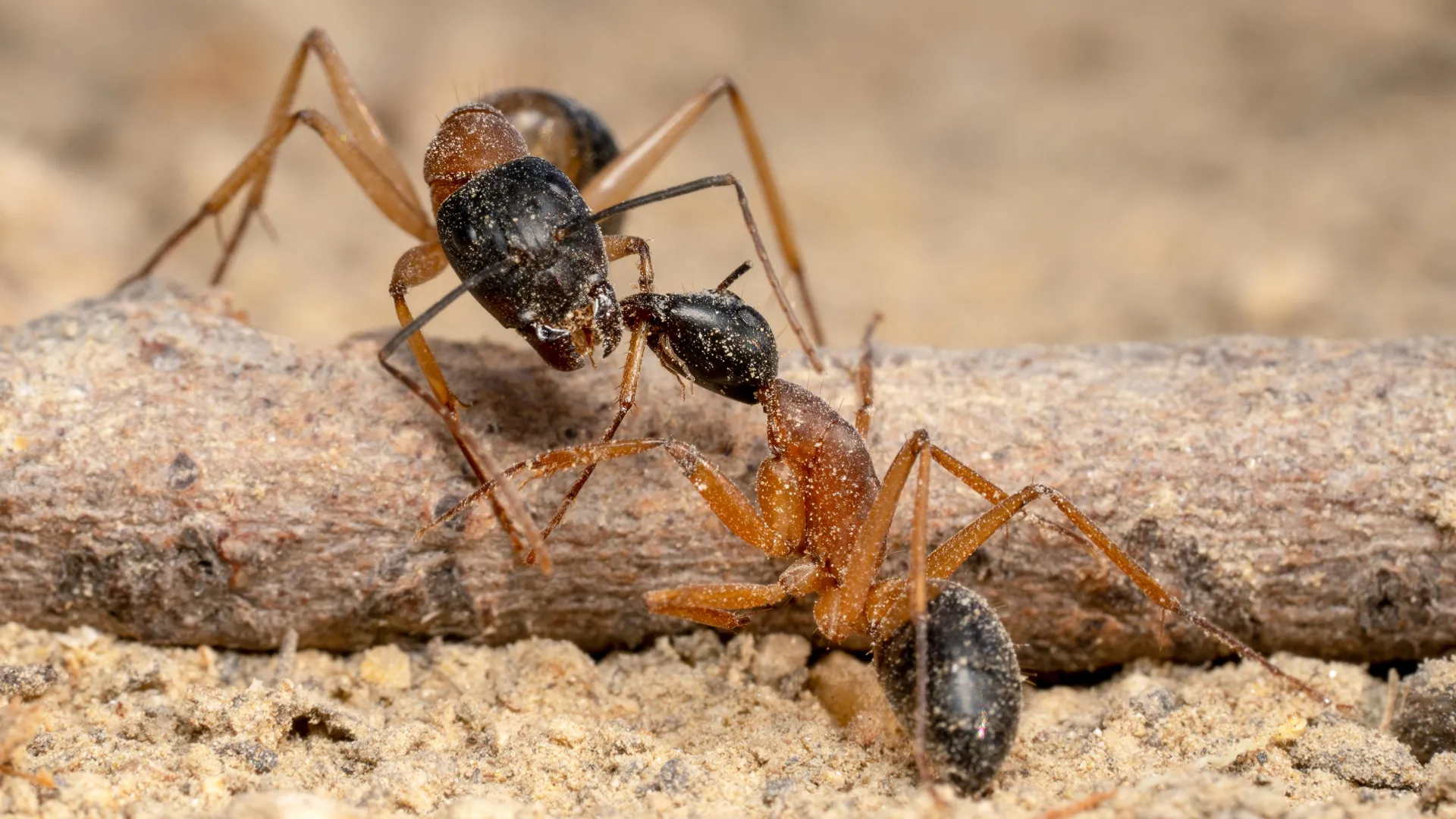 Predator fly unleashes chaotic ant wars that could save coffee 1 Predator fly unleashes chaotic ant wars that could save coffee