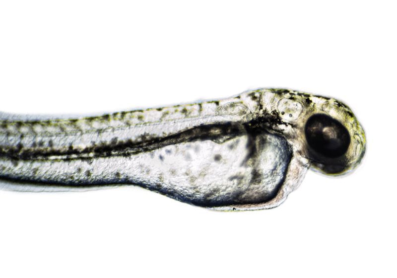 Regeneration Discovery May One Day Inform Hearing Loss Treatment