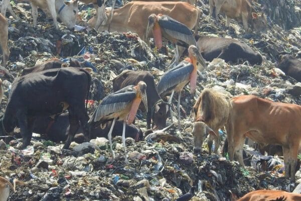 Saving the Greater adjutant from garbage Saving the Greater adjutant from garbage