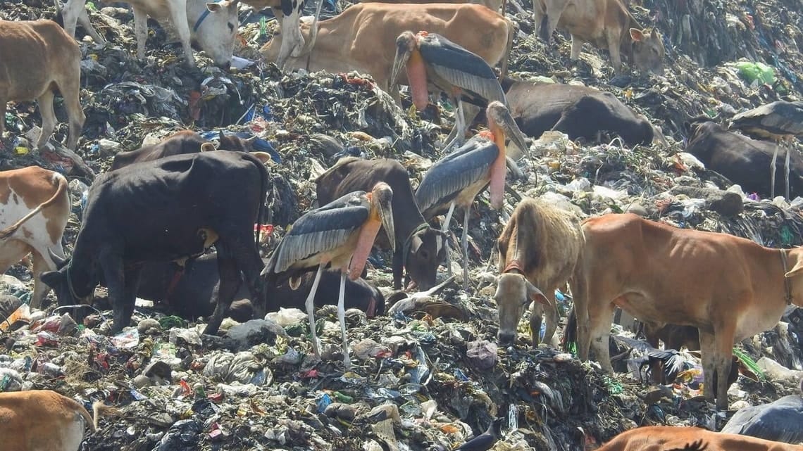Saving the Greater adjutant from garbage