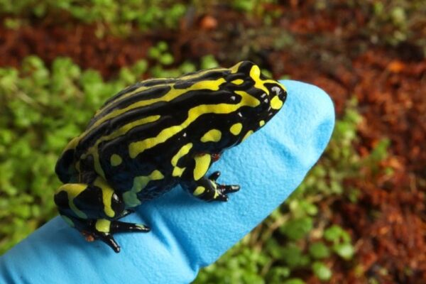 Scientists Leverage Genomics to Save Endangered Frogs from a Deadly Fungus