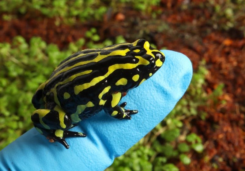 Scientists Leverage Genomics to Save Endangered Frogs from a Deadly Fungus