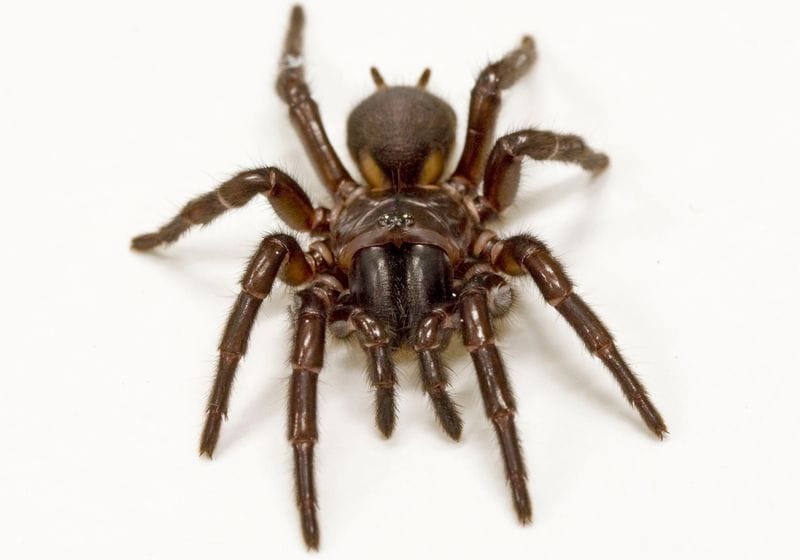 Spider Venom Prevents Tissue Damage After Heart Attack and Stroke 1 Spider Venom Prevents Tissue Damage After Heart Attack and Stroke
