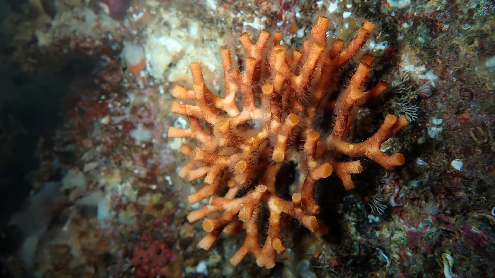 The ocean’s fragile fortresses are crumbling under climate pressure 1 The ocean’s fragile fortresses are crumbling under climate pressure