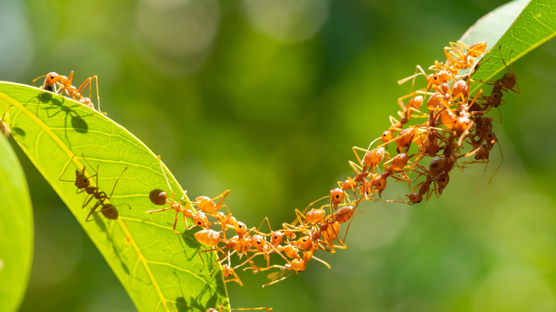 The surprising ant strategy that could transform robotics 1 The surprising ant strategy that could transform robotics