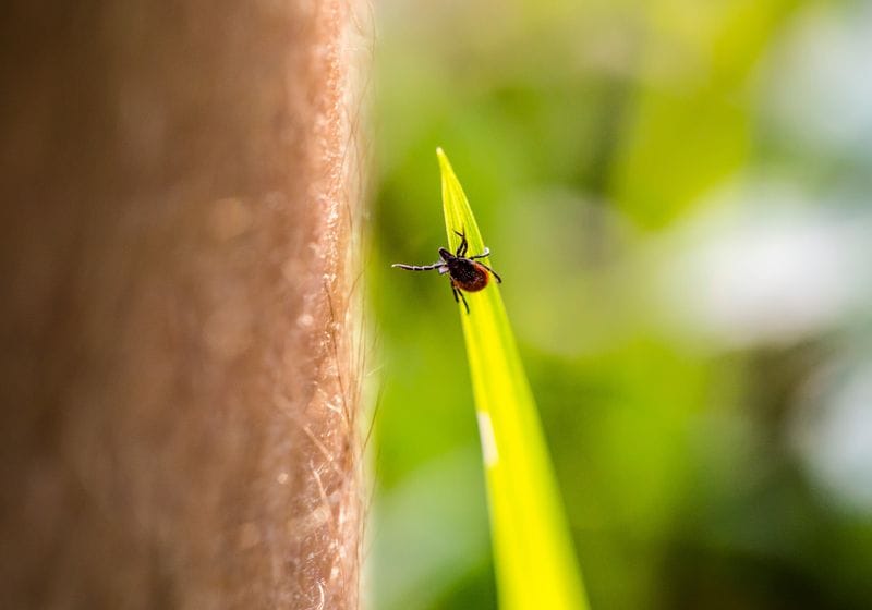 Tick Troubles: Lyme Disease Persistence, Red Meat Allergy Spread, and Vaccine Development 1 Tick Troubles: Lyme Disease Persistence, Red Meat Allergy Spread, and Vaccine Development