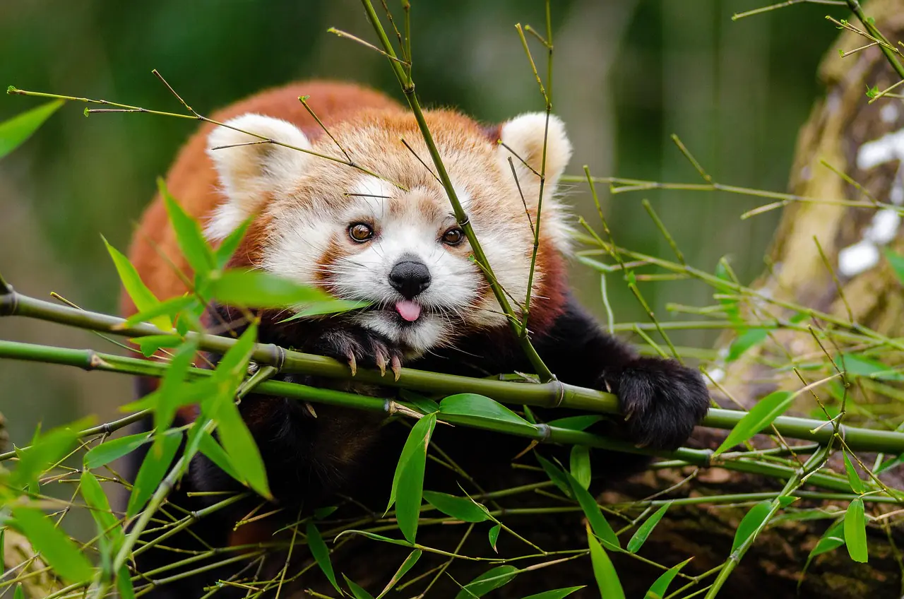Relationship between Plants and Animals