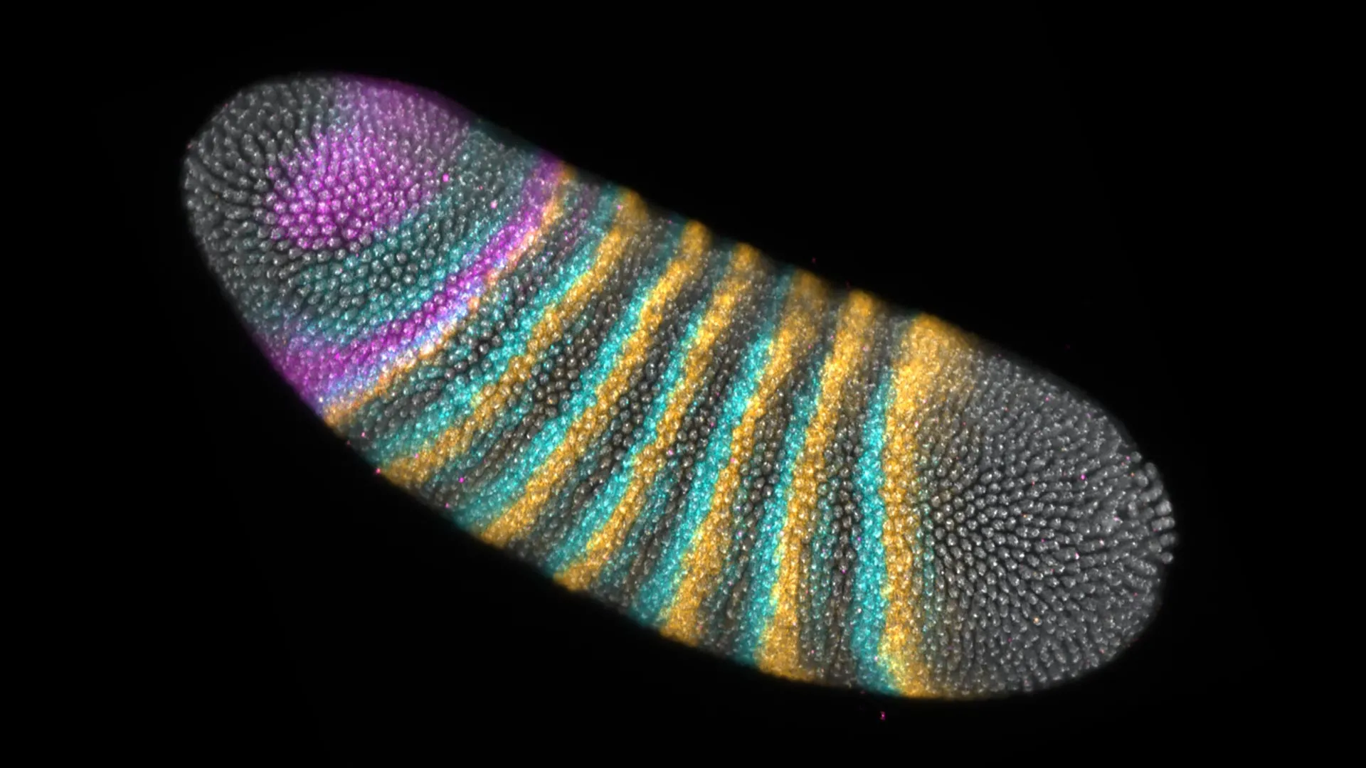 A tiny embryo fold changed the course of evolution 1 A tiny embryo fold changed the course of evolution