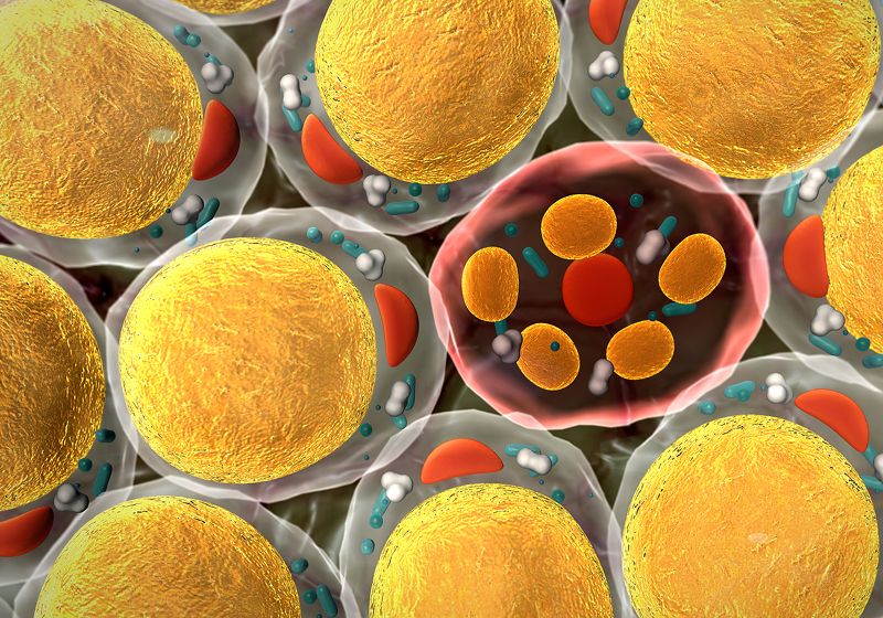 Aggressive Breast Cancers Steal Energy from Nearby Fat Cells 1 Aggressive Breast Cancers Steal Energy from Nearby Fat Cells