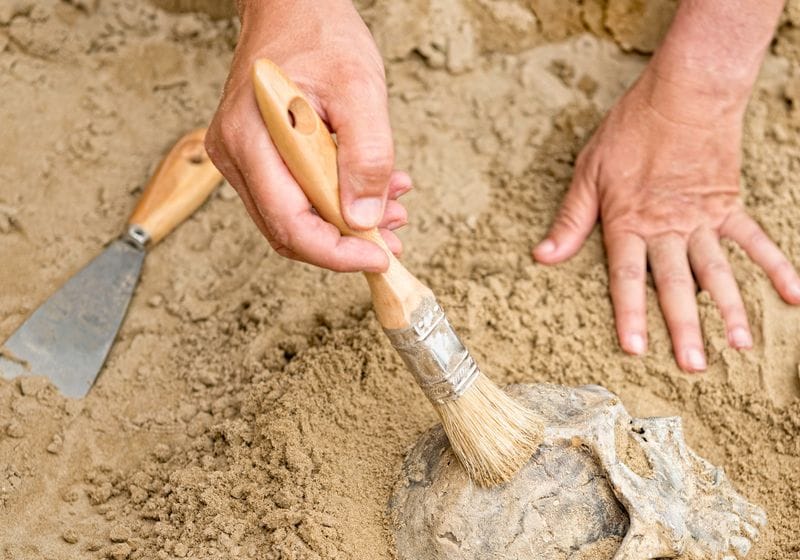 Ancient Dental Plaque Unearths Prehistoric People’s Lifestyle 1 Ancient Dental Plaque Unearths Prehistoric People’s Lifestyle