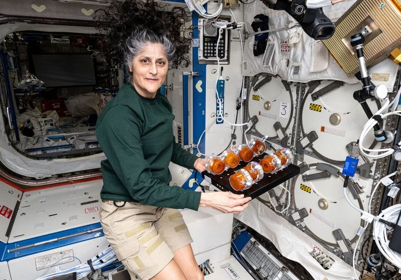 Designer Microbes Aid Space Exploration Efforts 1 Designer Microbes Aid Space Exploration Efforts