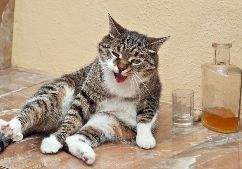 Do Animals Get Drunk? | The Scientist 1 Do Animals Get Drunk? | The Scientist