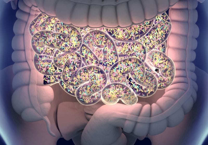 Gut Microbes Cause Fibromyalgia-Like Symptoms in Mice 1 Gut Microbes Cause Fibromyalgia-Like Symptoms in Mice