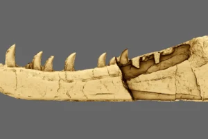 Hidden for 125 years, a Welsh fossil turns out to be a dinosaur