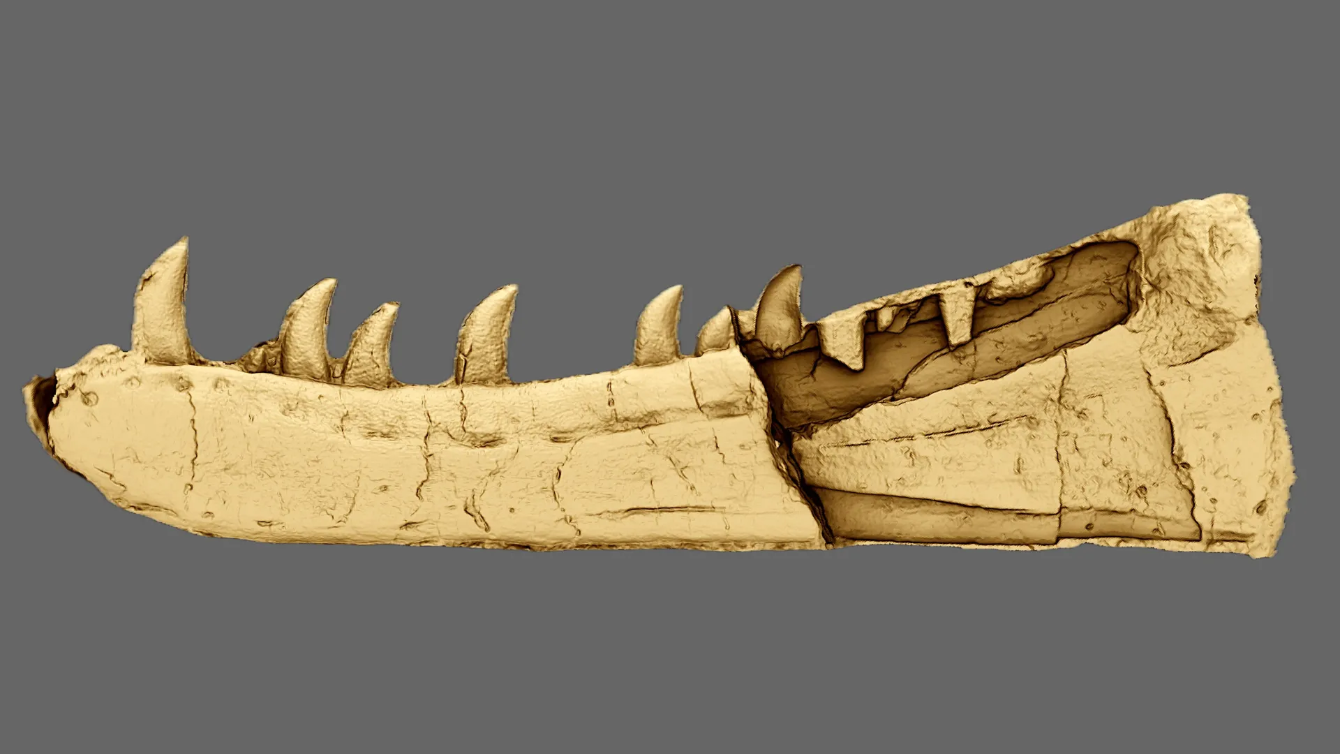 Hidden for 125 years, a Welsh fossil turns out to be a dinosaur