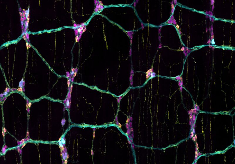 How Does the Gut Sense Different Nutrients? 1 How Does the Gut Sense Different Nutrients?