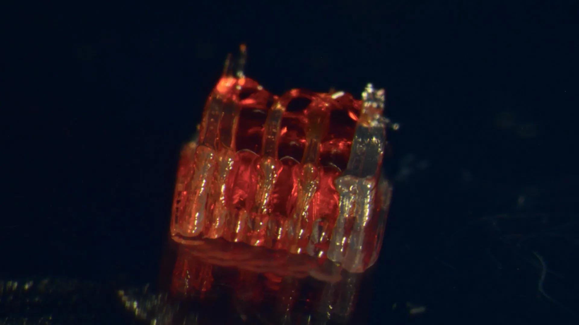 Rats walk again after breakthrough spinal cord repair with 3D printing 1 Rats walk again after breakthrough spinal cord repair with 3D printing