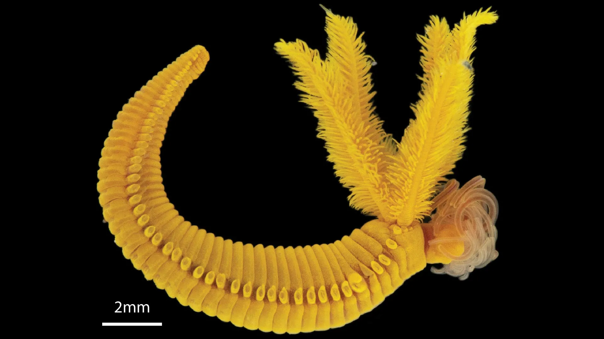 The bright yellow worm that turns ocean poison into golden survival crystals 1 The bright yellow worm that turns ocean poison into golden survival crystals