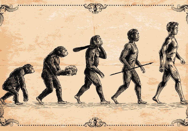 Two Changes in Bone Development Allowed Humans to Stand on Two Legs